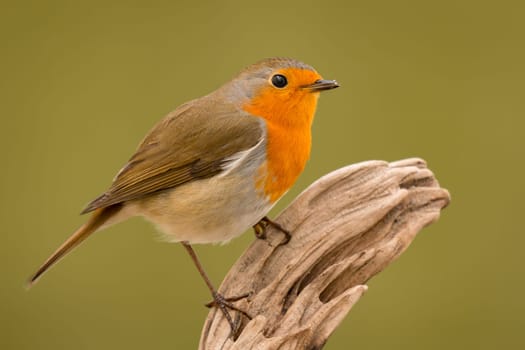 Pretty bird With a nice orange red plumage in the nature