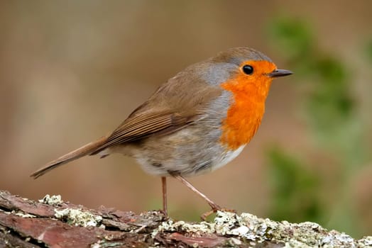 Pretty bird with a nice orange red plumage on a branch full of red berries