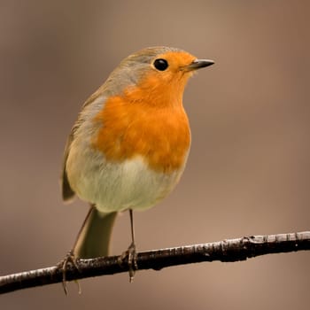 Pretty Bird With a Nice Orange Red Plumage in the Nature
