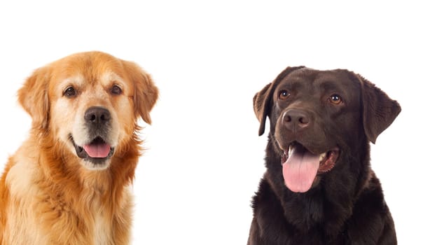 Two different dogs isolated on a white background
