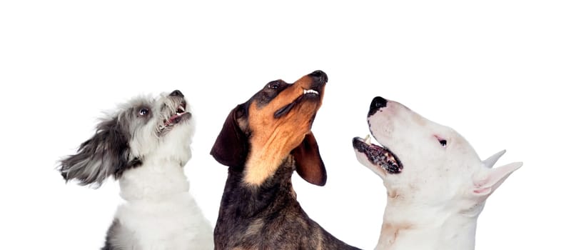 Differents dogs looking at camera isolated on a white background