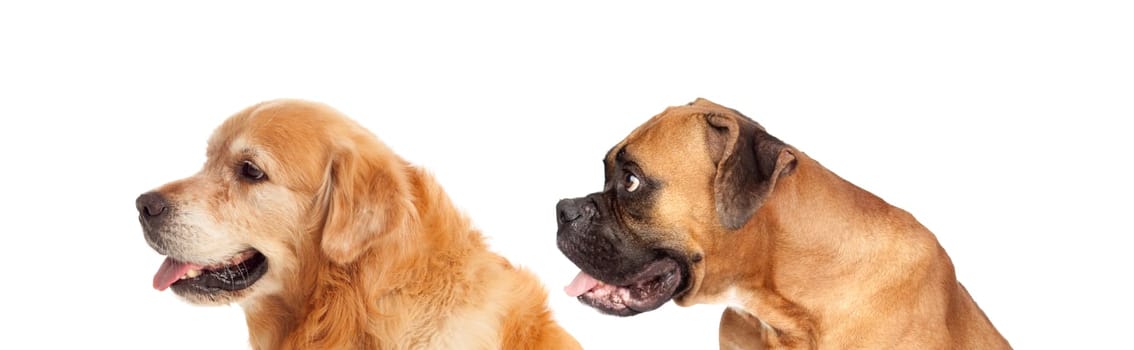 Two big dogs looking to the side isolated on a white background