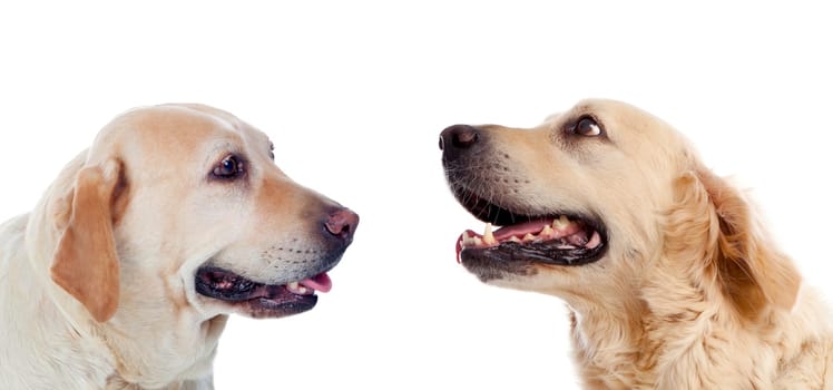 Three Golden Retriever dogs breed in isolated studio on white background