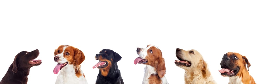 Pensive different dogs looking up isolated on a white background