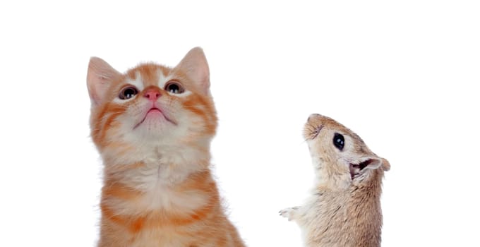 Cat and mouse looking up isolated on a white background. Dangerous friendship