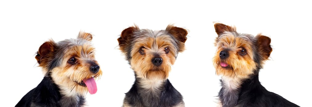 Three equal dogs looking at camera isolated on a white background