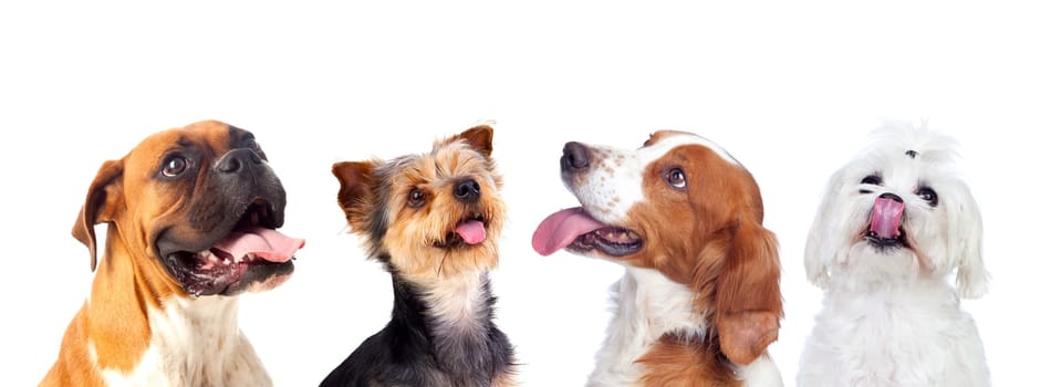 Many dogs isolated on a white background
