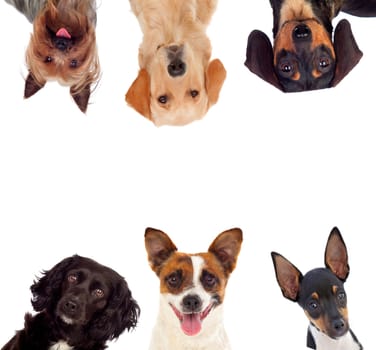 Differents dogs looking at camera isolated on a white background