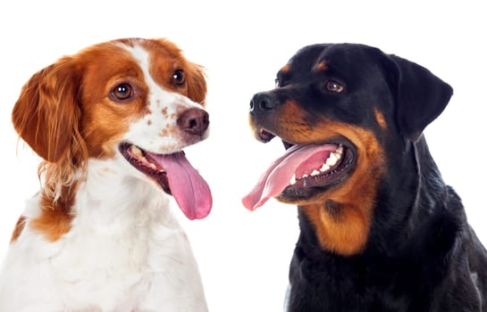 Two beautiful dogs isolated on a white background