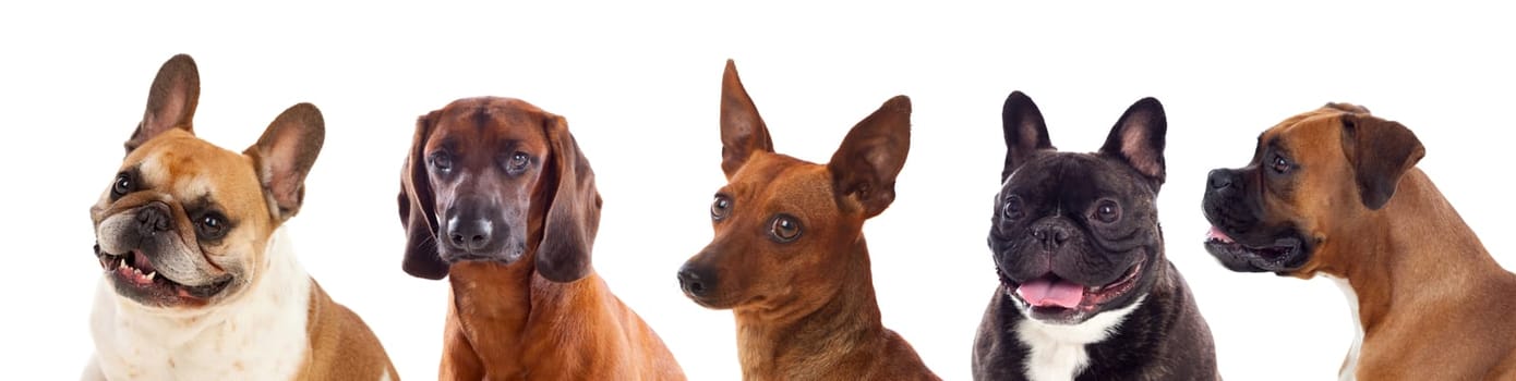 Differents dogs looking at camera isolated on a white background