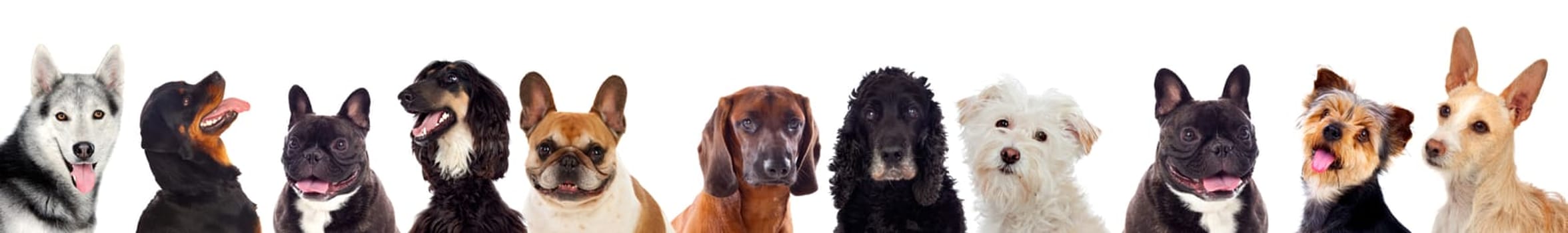 Differents dogs looking at camera isolated on a white background