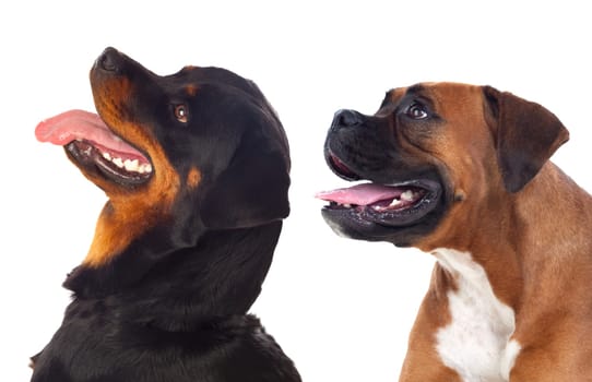 Profile of two big dogs looking up isolated on a white background