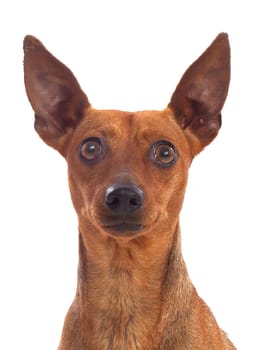 Portrait of a funny dog with big ears isolated on a white background