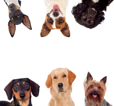 Differents dogs looking at camera isolated on a white background