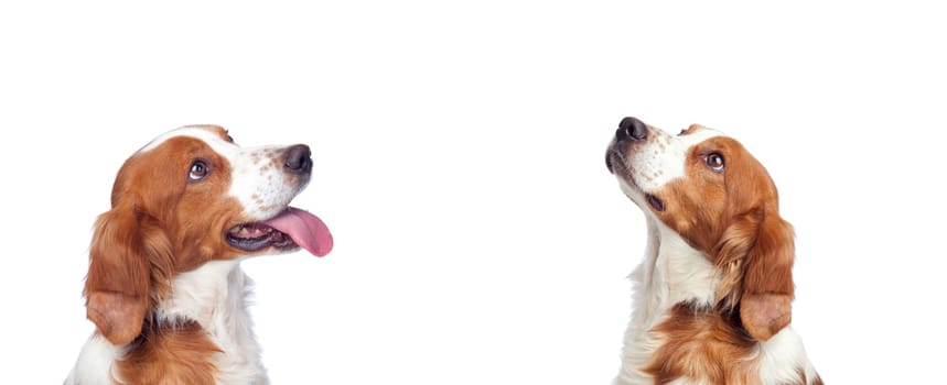 Beautiful portrait of two dogs looking up isolated on a white background