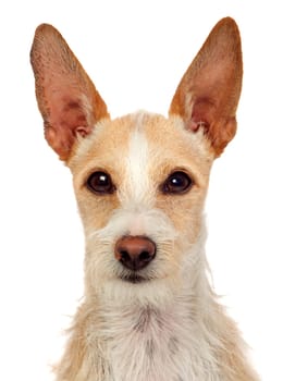Portrait of a funny dog with big ears isolated on a white background