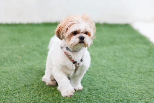 Portrait of a adorable Shih-Tzu dog with a funny face