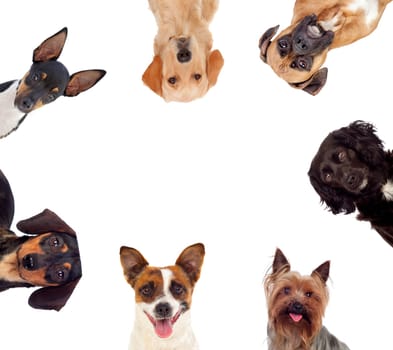 Differents dogs looking at camera isolated on a white background