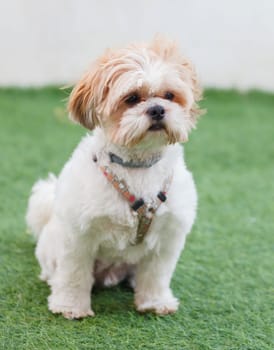 Portrait of a adorable Shih-Tzu dog with a funny face