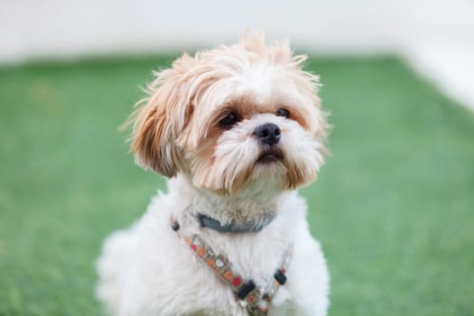 Portrait of a adorable Shih-Tzu dog with a funny face