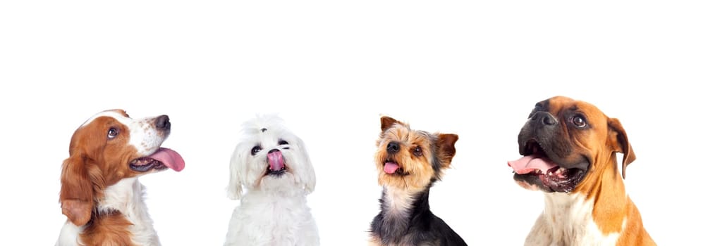 Differents dogs looking up isolated on a white background