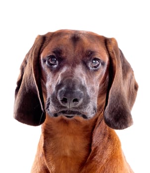 Brown hound of Bavarian isolated on a white background