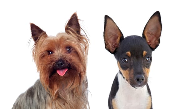 Two small dog with raised ears isolated on a white background
