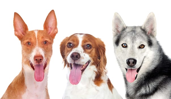Three dogs looking at camera isolated on a white background