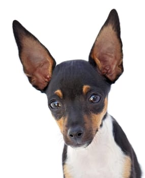 Portrait of a funny dog with big ears isolated on a white background