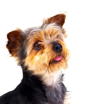 Cute small dog with cutted hair isolated on a white background