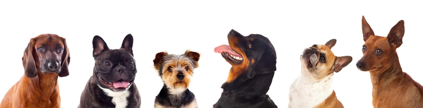 Six differents dogs isolated on a white background
