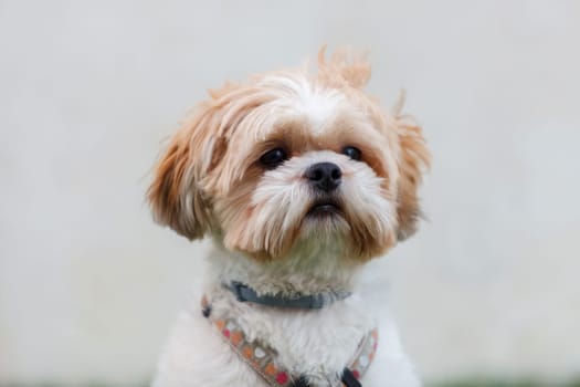 Portrait of a adorable Shih-Tzu dog with a funny face