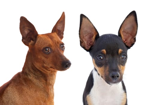 Portrait of funny dogs with funny big ears raised isolated on white background