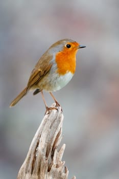 Pretty bird With a nice orange red plumage in the nature