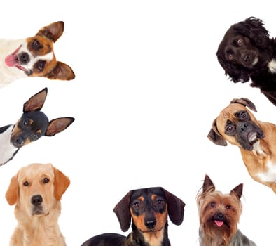 Differents dogs looking at camera isolated on a white background