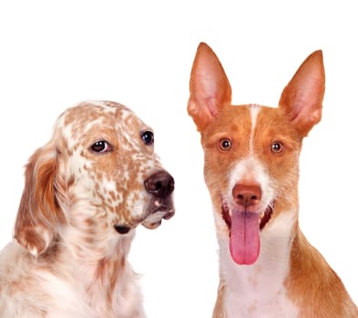 Two beautiful dogs isolated on a white background