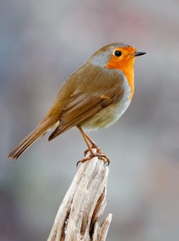 Pretty bird With a nice orange red plumage in the nature