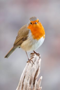 Pretty bird With a nice orange red plumage in the nature