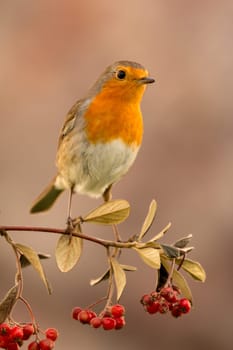 Pretty bird with a nice orange red plumage on a branch full of red berries