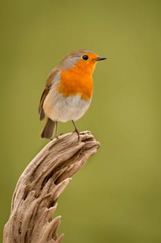 Pretty Bird With a Nice Orange Red Plumage with a natural background