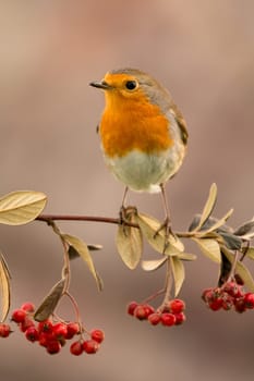 Pretty bird with a nice orange red plumage on a branch full of red berries
