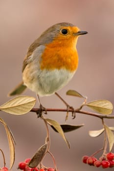 Pretty bird with a nice orange red plumage on a branch full of red berries