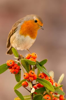 Pretty bird with a nice orange red plumage on a branch full of red berries