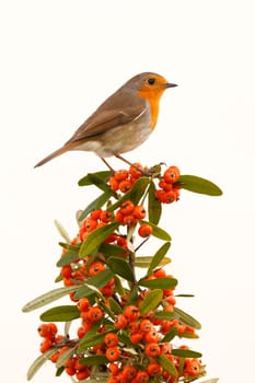 Pretty bird with a nice orange red plumage on a branch full of red berries
