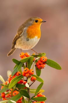Pretty bird with a nice orange red plumage on a branch full of red berries