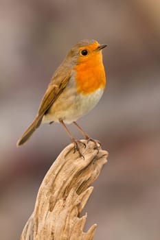 Pretty bird With a nice orange red plumage in the nature