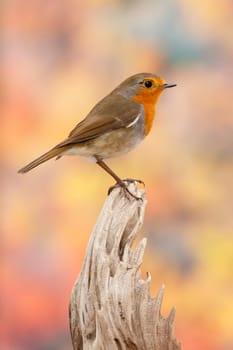 Pretty bird With a nice orange red plumage in the nature