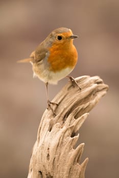 Pretty Bird With a Nice Orange Red Plumage in the Nature