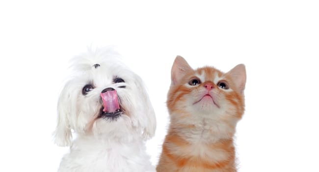 Two beautiful pets isolated on a white background