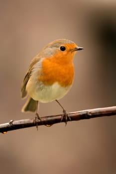 Pretty Bird With a Nice Orange Red Plumage in the Nature
